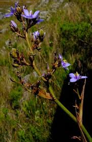 Image result for Aristea angolensis