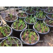 Maybe you would like to learn more about one of these? Bibit Lidah Buaya Aloe Vera Jumbo
