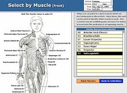 Naming skeletal muscles according to a number of criteria: Etouch Tip 007