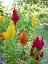 Plantfiles Pictures Cockscomb Plume Plant Feathered Amaranth Plumosa Group Fresh Look Red Celosia Argent Plants Farmers Market Flowers Planting Flowers