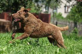 The chesapeake retriever rescue of wi is a group of volunteers dedicated to rescuing chesapeake bay retrievers and finding them loving forever homes. Meet The Chesapeake Bay Retriever