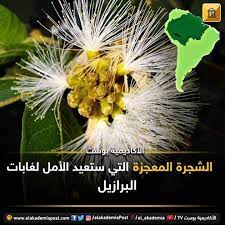 الشجرة المعجزة التي ستعيد الأمل لغابات البرازيل لنتعرف على نوع معين من الأشجار يسمى الإنغا ذو معدل نمو سريع وأوراق وارفة وثمرة قابل plants flowers dandelion