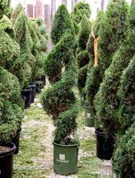 June 09, 2015 for a fraction of what a garden shop charges, you can create a spiral topiary at home in an hour or two. Juinper Spiral In Exterior Plants Shrubs Live
