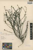 Image result for Polygala arenaria