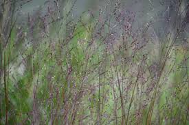 Image result for Panicum pusillum