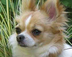 Buying your first chihuahua puppy can be a daunting task, but we are here to help. Teacup Chihuahua Petsidi
