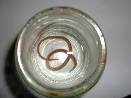 Maybe you would like to learn more about one of these? Omg I Just Pooped A Worm Super Vivid Mode