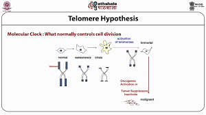 This mammalian cell culture lecture explains about the introduction to the animal cell culture terminologies and basics. Basics Of Mammalian Cell Culture Techniques Youtube
