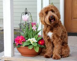 So then i looked locally to see what i could find, and i came up with a few labradoodle breeders in oregon and washington, which are. Labradoodle Puppies For Sale Alaa Wala Certified Breeder Scl