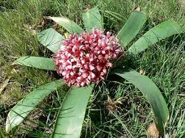 Image result for Ammocharis