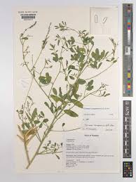 Image result for Cyamopsis serrata