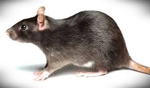 They are generally drawn to abandoned or rarely used rooms and homes, where they … Pest Control Richmond Hill Q A P Exterminators Animal Removal Services
