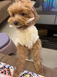 瑪爾泰迪、瑪爾濟斯、約克夏、貴賓、博美、吉娃娃、西施…等各種小型犬及茶杯犬的分享交流暨認養、送養和領養( 本社團目前