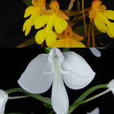 Image result for Habenaria humilior