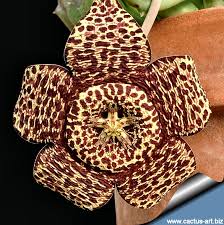 Image result for Orbea variegata