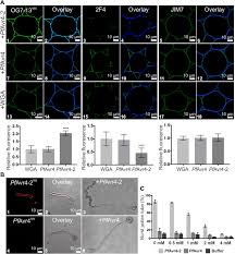 The lignin percentage differs between hardwoods and softwoods (christiernin, 2006a). A Diverse Member Of The Fungal Avr4 Effector Family Interacts With De Esterified Pectin In Plant Cell Walls To Disrupt Their Integrity Science Advances