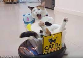 Feline Hitches A Ride On A Customized Roomba Turned Cat Car Cat On Roomba Cats Lazy Cat