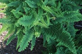 Image result for Polystichum