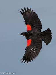 Big Black Bird With Red Neck Pin On Oriole Blackbird Meadowlark Grackle