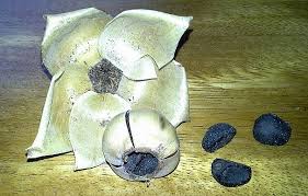 Image result for Merremia tuberosa