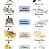 Explain to students that, in a single drop of salt water, thousands of microbes (tiny organisms), including bacteria and phytoplankton (tiny floating plants), are interacting to form the base of the food web for the entire ocean. 1