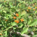 Image result for Cordia sinensis