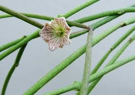 Image result for Cynanchum