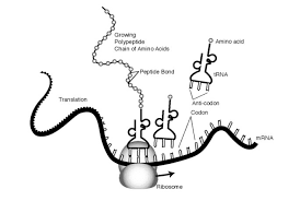 The process in which the genetic code carried by mrna is translated into a sequence of amino acids. Translation And Protein Synthesis Is Taking Place At The Ribosome In This Illustration Where Did The Brainly Com