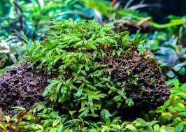 Image result for Crepidomanes