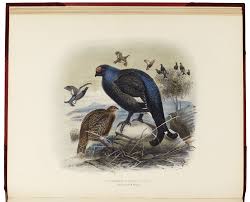 Millais John Guille Game Birds And Shooting Sketches London Henry Sotheran Co 1892 Sketches Game Birds Birds