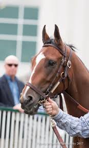 American Cleopatra Thoroughbred Horse Racing Horses Horse Racing