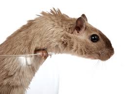 Artgerechtes Hamsterfutter Nager Ausstattung