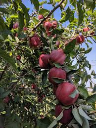 Gambar buah apel gambar apel merah gambar cuka apel buah apple sehat merah makanan. Apel Di Luar Di Luar Rumah Kebun Buah Buahan Pohon Apel Merah Hijau Daun Daun Alam Buah Sehat Pikist