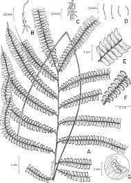 Image result for Adiantum