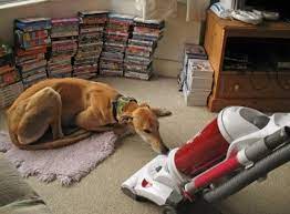 After wearing, wipe them across your. How To Get Dog Hair Off Blankets Simple Methods That Truly Work By Largereviews Medium