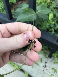 Image result for Vincetoxicum afrum