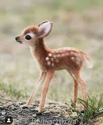 Baby Animals Baby Animals Funny Baby Animals Pictures Cute Baby Animals