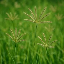 Image result for Chloris gayana