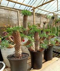 Image result for Euphorbia unicornis