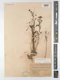 Image result for Rhamphicarpa