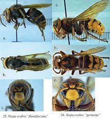 European hornets are sometimes known as gentle giants. European Hornet Entomology Today