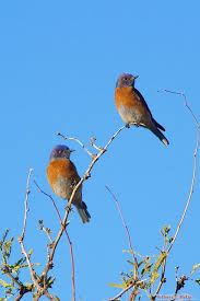 Birds Of Southern Arizona Book Western Bluebirds Fugle