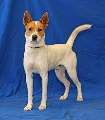 Jefferson County Animal Control Adoption Search Results Animals Animal Control Animal Rescue