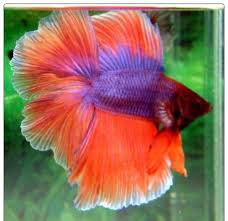 Therefore, there are names inspired by. Orange And Purple Halfmoon Betta So Pretty Betta Fish Types Betta Betta Fish