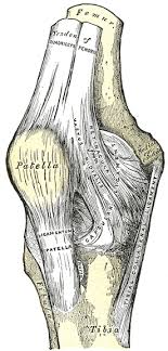 A smooth prominence on the bone where it forms a joint with another bone that is situated on the lower side. Medial Epicondyle Of The Femur Wikipedia