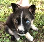 14 Things You Didn’t Know About German Shepherd Husky ...