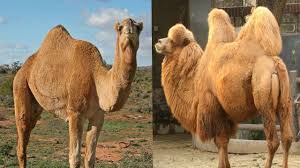 Dromedary camels, which have one hump, and bactrian camels, which have two humps. 20 Most Interesting Camel Facts With Photos Answers Africa