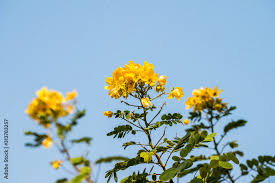 Image result for Fabaceae subfamily Caesalpinioideae