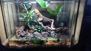 Paludarium Pour Crabes Geosesarma