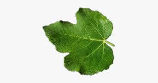 Almost files can be used for commercial. Daun Tin Maple Leaf Hd Png Download Kindpng